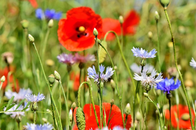 alpine-cornflower-3431590_640