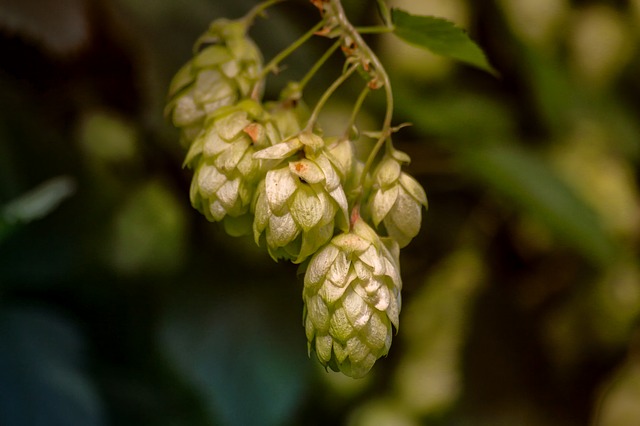 hops-3705742_640